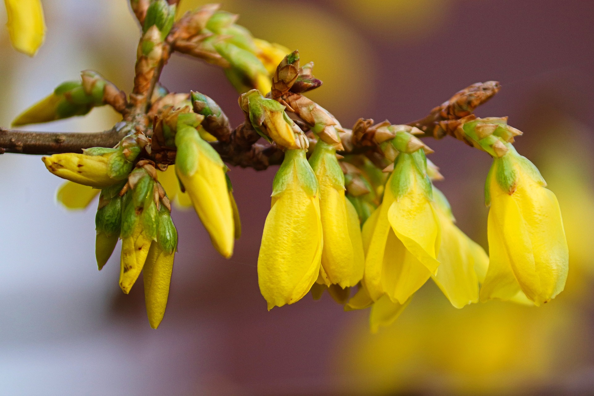 Eigener Aufbau Spremberg Der Garten im März